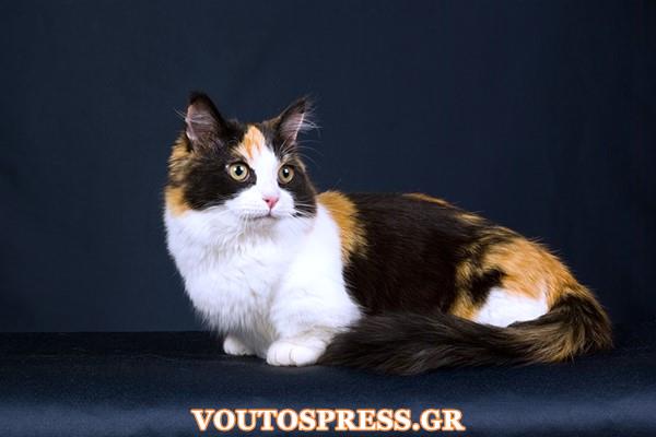 Γάτα τρίχρωμη (Copy)