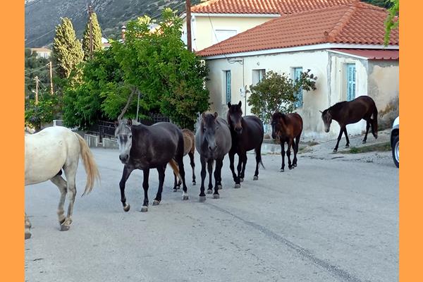 ΑΛΟΓΑ ΤΟΥ ΑΙΝΟΥ, ΓΡΑΜΜΕΣ ΣΤΟΥΣ ΔΡΟΜΟΥΣ ΚΕΦΑΛΟΝΙΑΣ