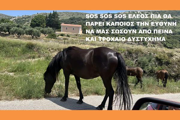 ΧΙΟΝΑΤΑ: Tα άλογα διασχίζουν τον κεντρικό δρόμο… αμέριμνα!! ΕΛΕΟΣ ΠΙΑ !!!