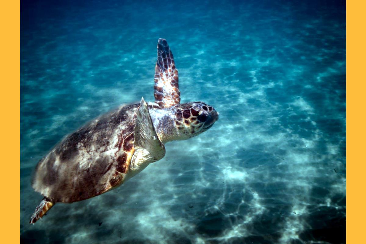 ΚΑΛΗΜΕΡΑ ΚΑΙ ΚΑΛΟ ΜΗΝΑ ΟΠΟΥ ΓΗΣ ΑΠΟ ΤΑ ΑΓΙΑ ΝΗΣΙΑ ΜΑΣ ΚΕΦΑΛΟΝΙΑ ΚΑΙ ΙΘΑΚΗ